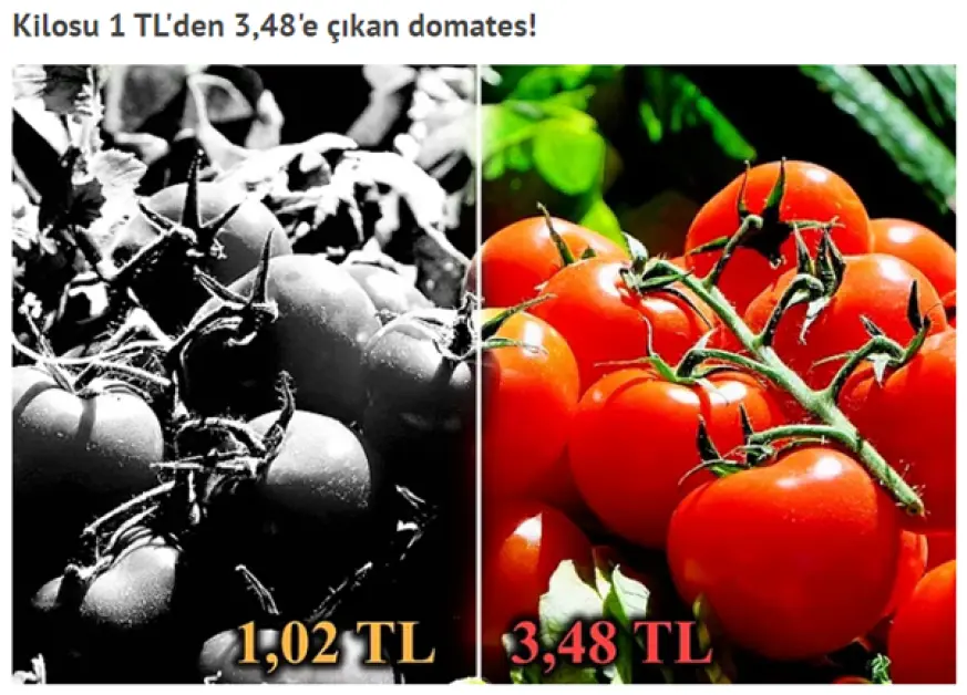 سعر كيلو الطماطم في تركيا